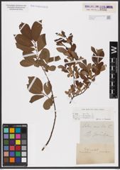 Foto von Salix aurita L.